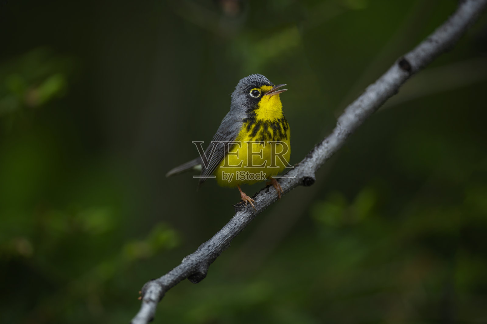 莺照片摄影图片