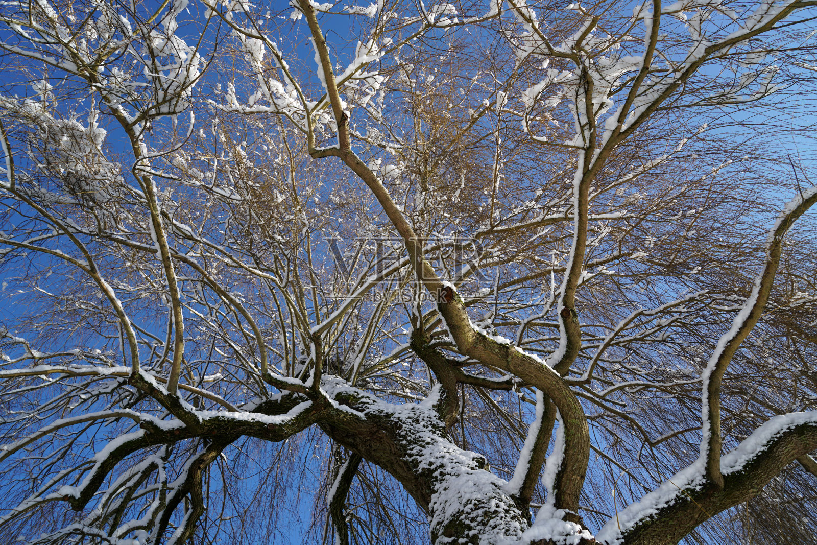 在冬天,巴伐利亚的植物会被冰晶装饰照片摄影图片