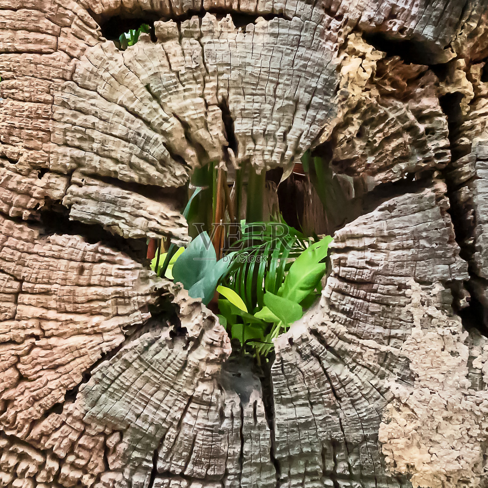 老树桩的特写细节照片摄影图片