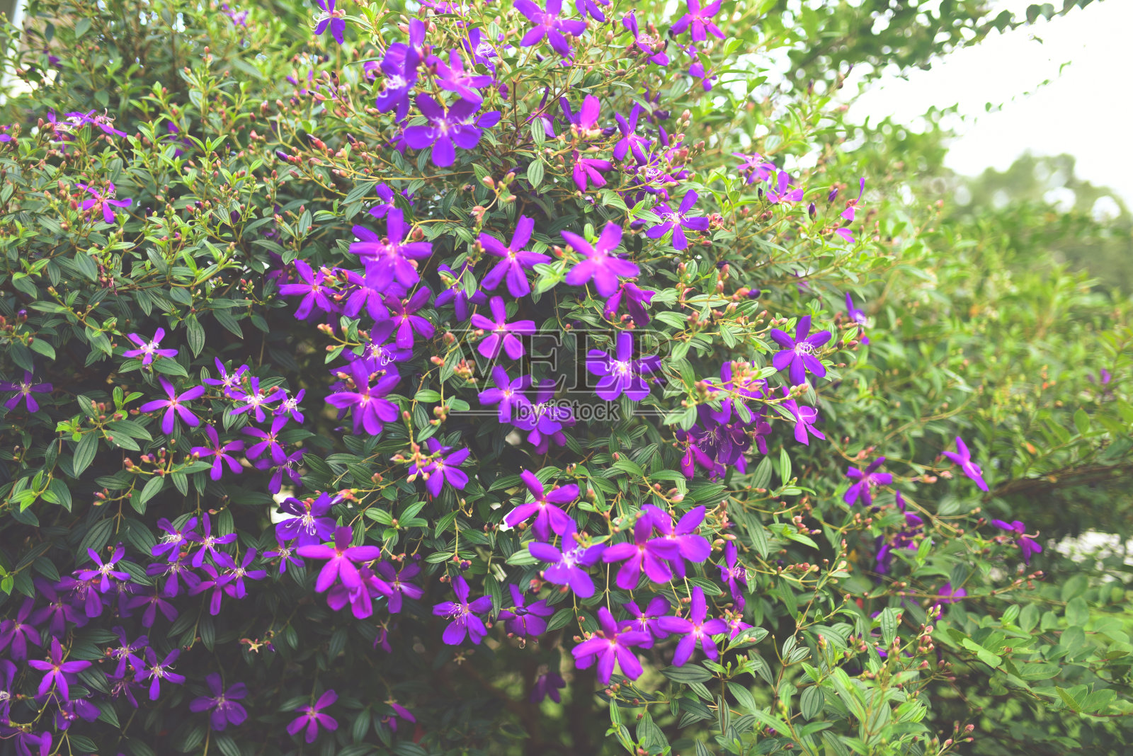 紫色公主花照片摄影图片