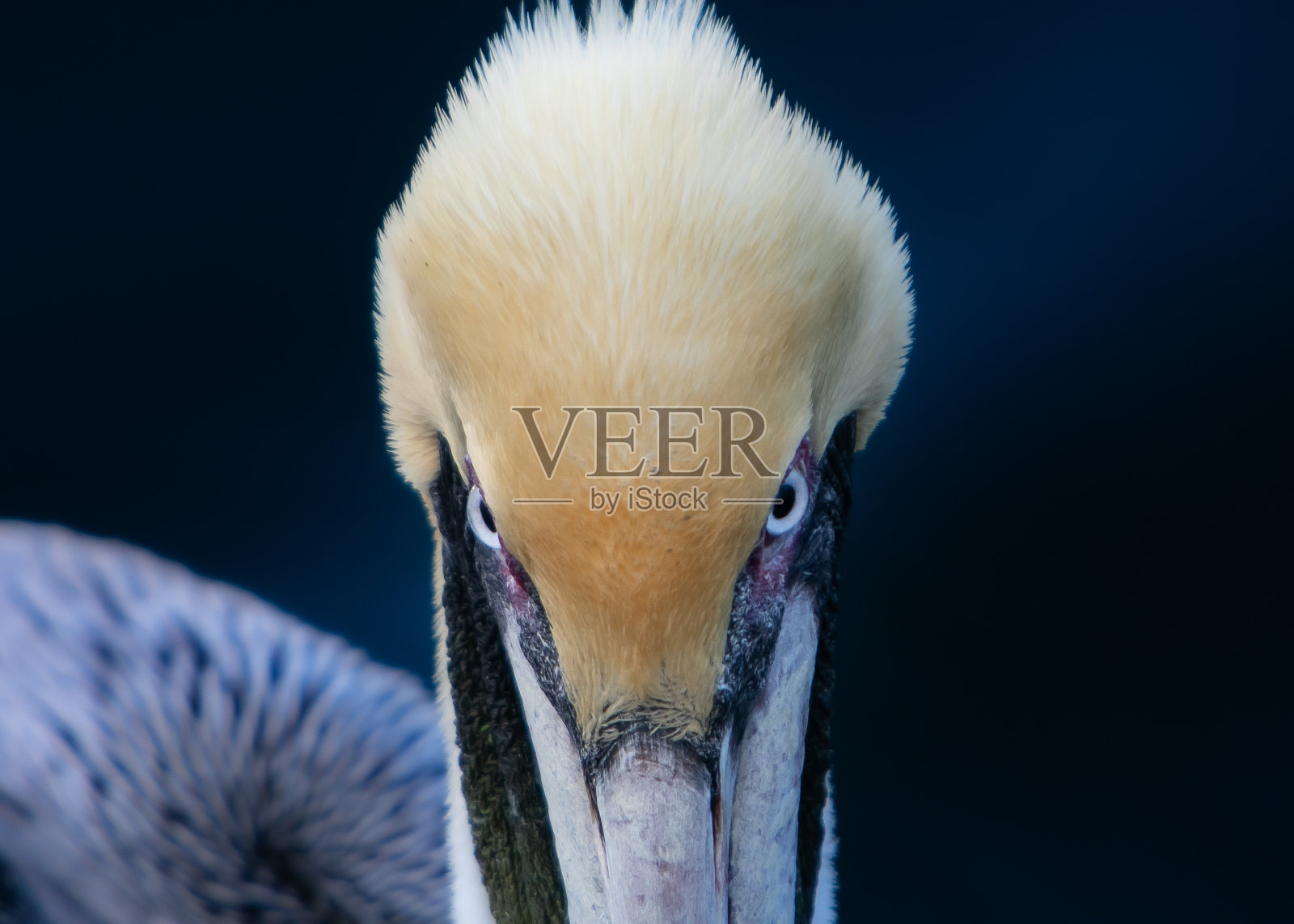 一只棕色鹈鹕的肖像照片摄影图片