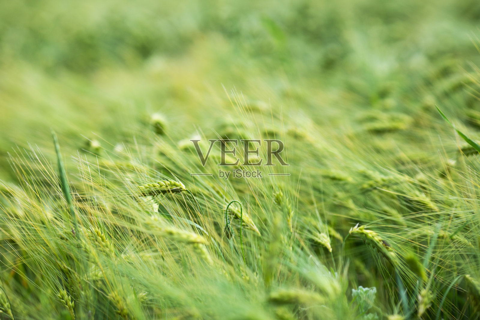 农场里青稞的小穗。检查谷物有无害虫照片摄影图片