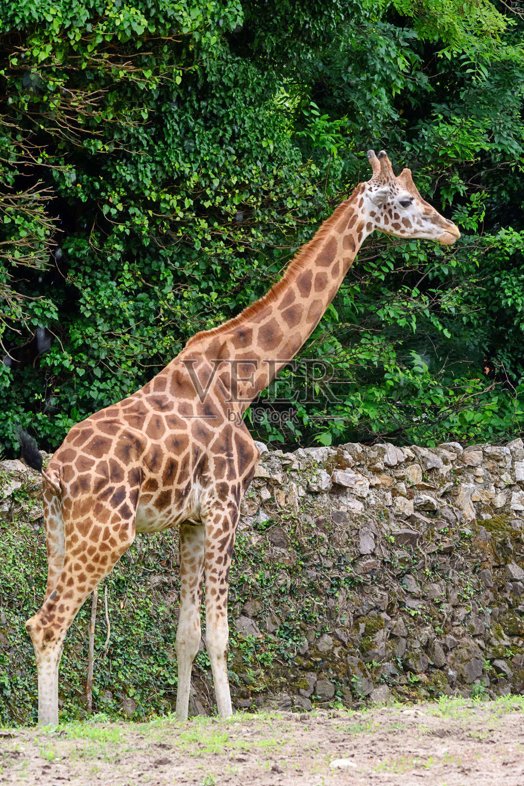 动物园里的长颈鹿照片摄影图片