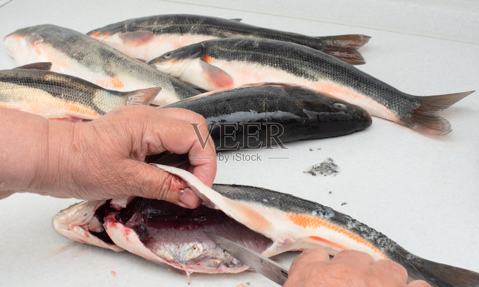 女人在白色的桌子上用刀切生鱼。环保食品,居家烹饪理念。照片摄影图片