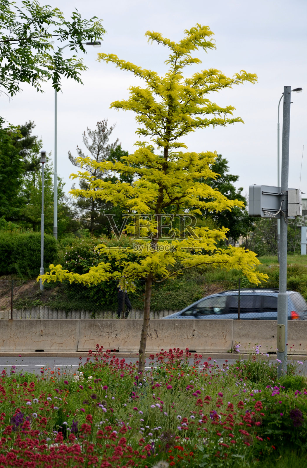 中高乔木主要嫁接在基部,故皂荚整株无刺。来自地面的树枝或作为一棵有树干冠的树,植物不断地形成照片摄影图片