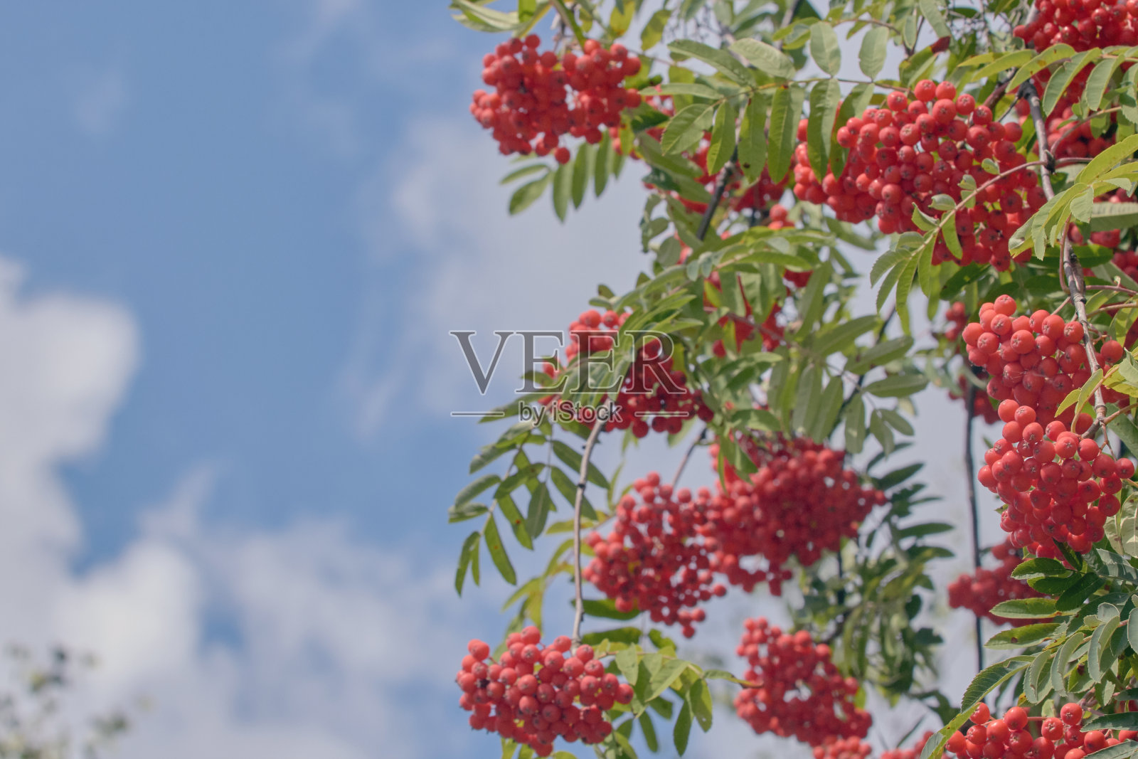 花楸枝上长着红色的浆果。红色的花楸树上的浆果,绿色的叶子映衬着蓝色的天空照片摄影图片