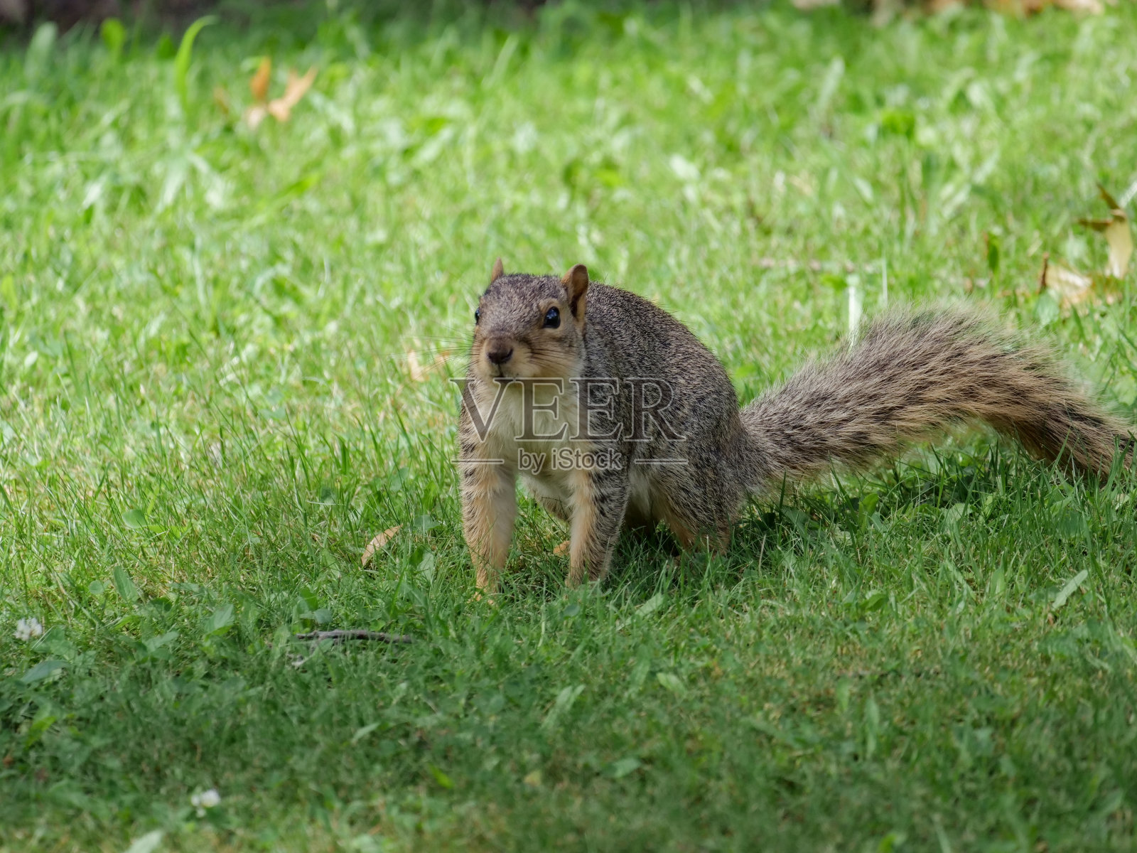 俄亥俄州奥克伍德村地面上的东部灰松鼠照片摄影图片