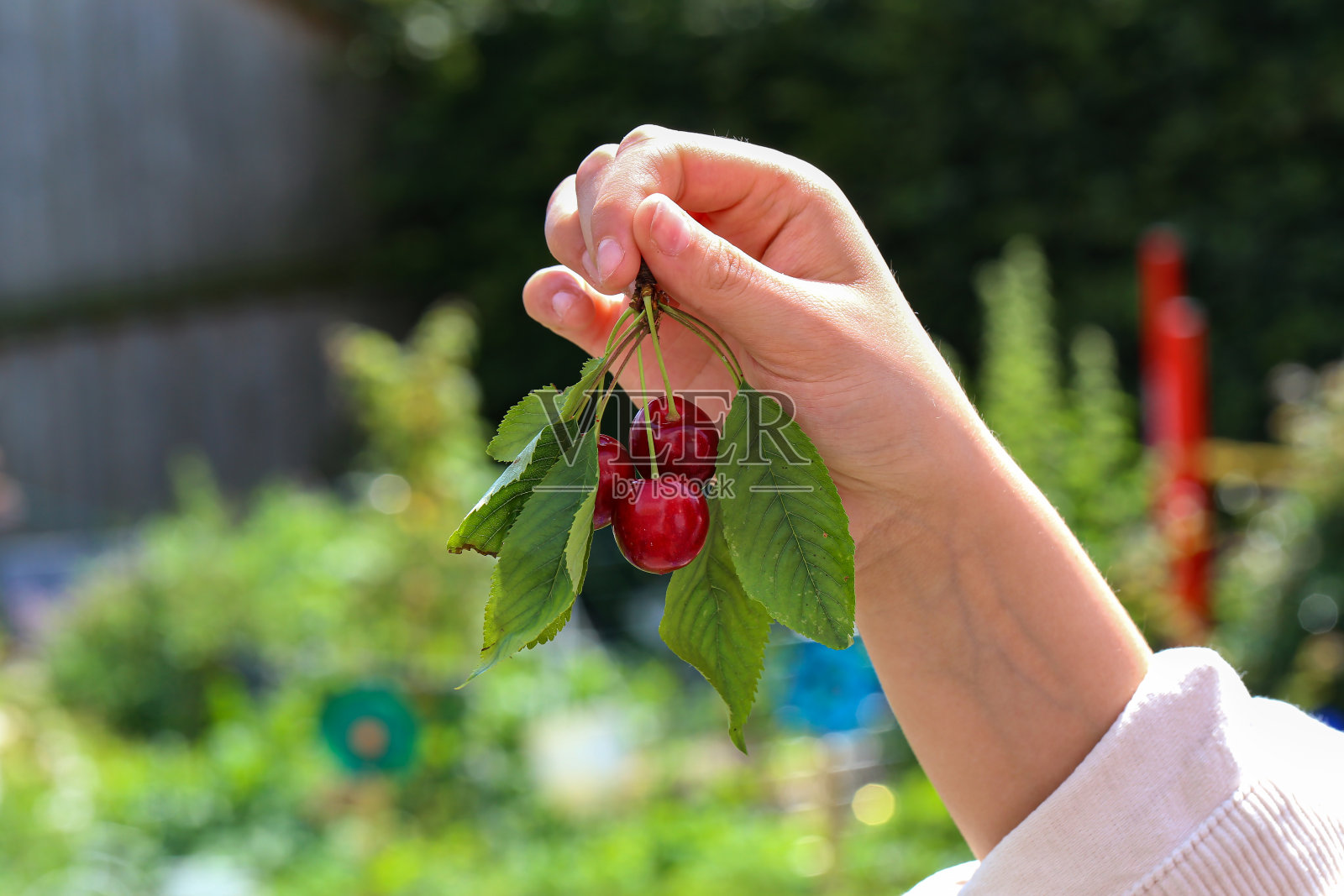 女孩们手里拿着红色的樱桃照片摄影图片