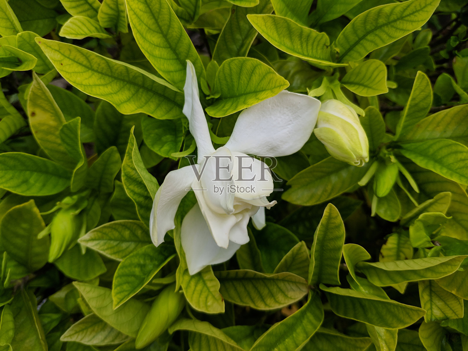 白色的栀子花开满了花蕾照片摄影图片