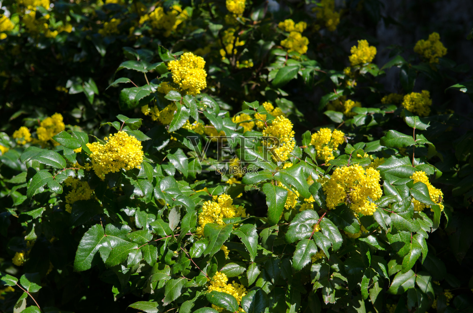 俄勒冈州的葡萄,鲜艳的黄色开花在一个阳光明媚的春天照片摄影图片