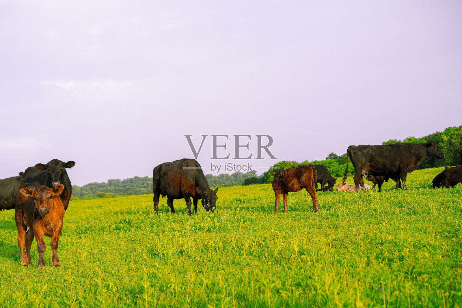 在草地上吃草的牛照片摄影图片