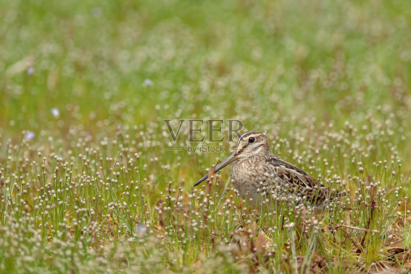 针尾鹬或针尾鹬,加利那戈斯坦努拉,斯里兰卡,亚洲。草里的鸟。照片摄影图片