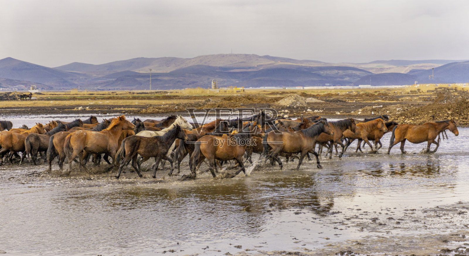 土耳其开塞里的赛马照片摄影图片