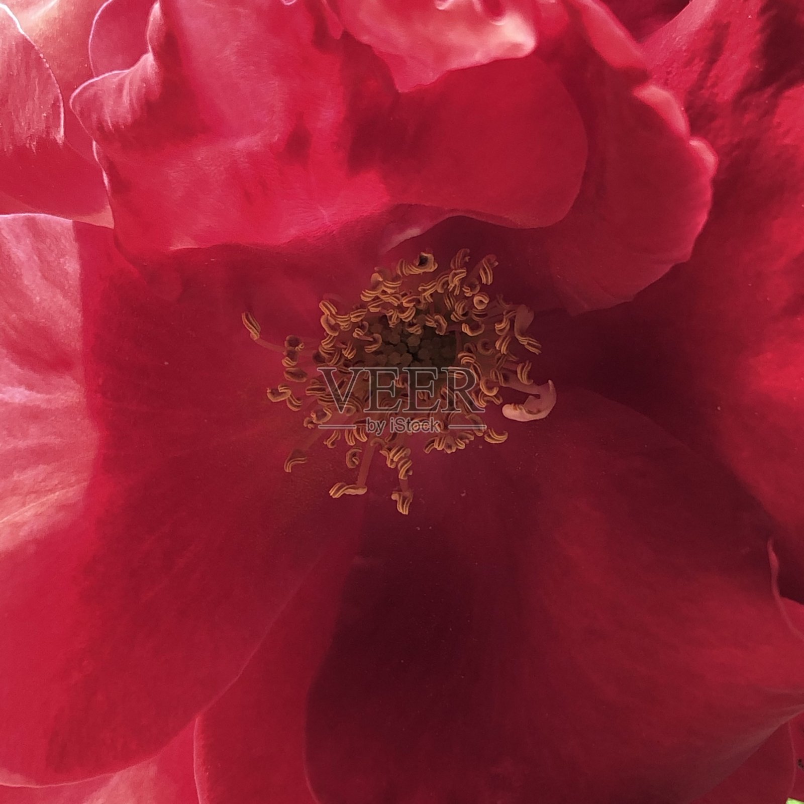 在桌子上的一个小玻璃瓶里,有一朵由不同构图和视角组成的鲜红玫瑰照片摄影图片