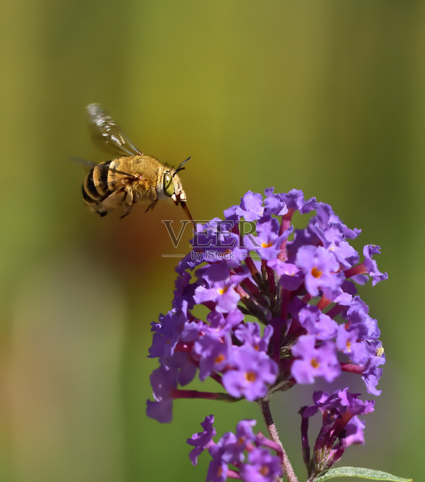 飞行昆虫。照片摄影图片