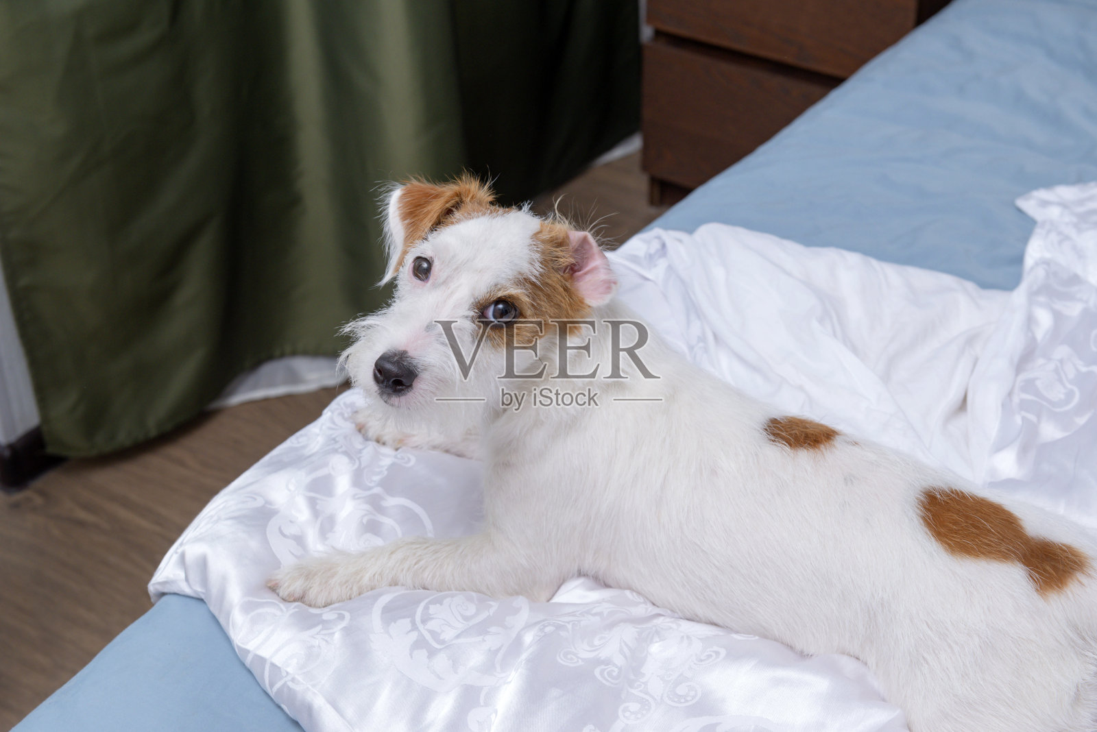 杰克罗素梗犬躺在一个房间的床上,在白色的被单上照片摄影图片
