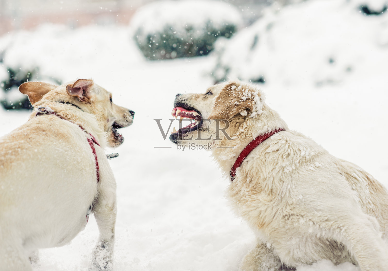 愤怒的狗露出了牙齿照片摄影图片