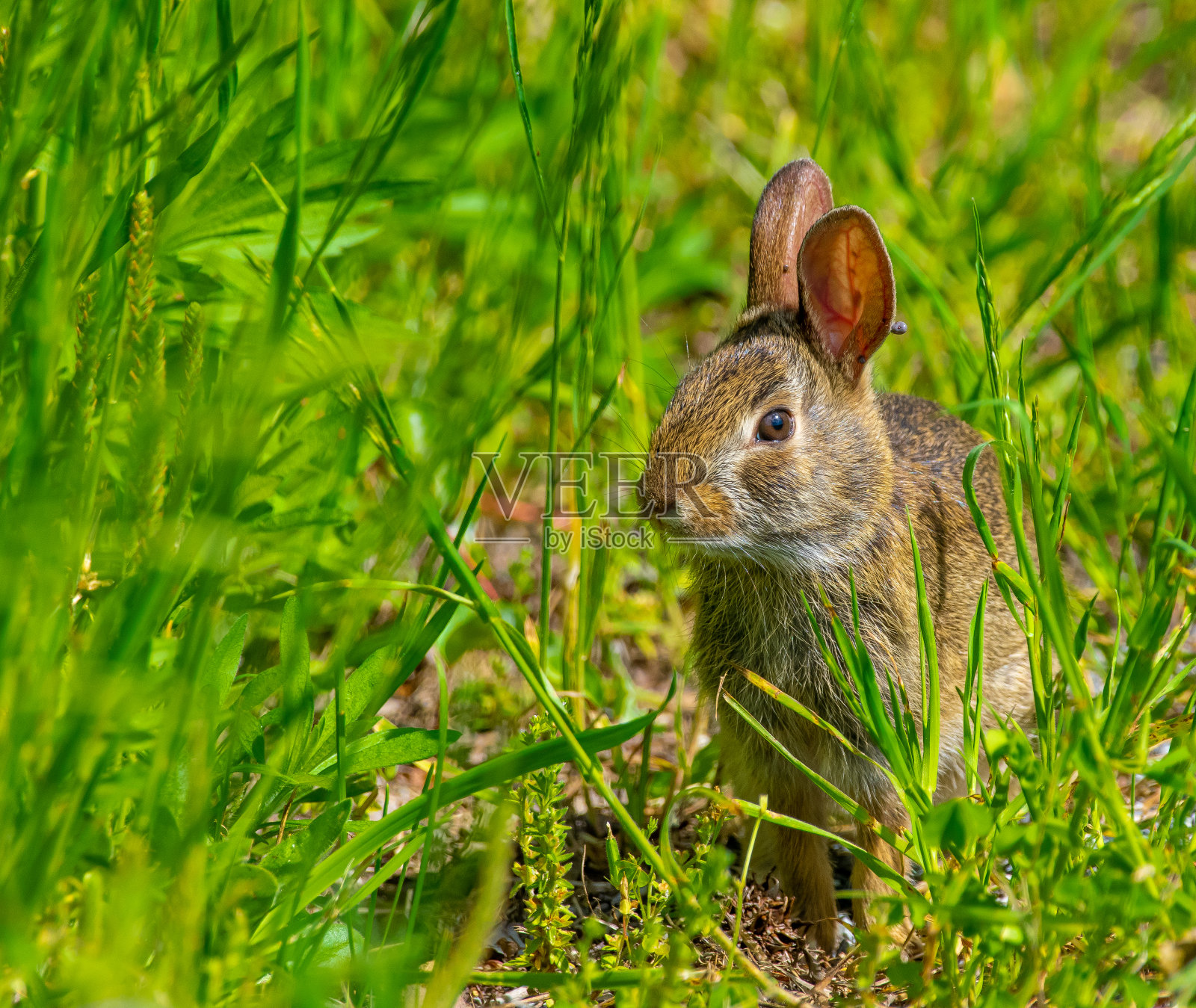 可爱的兔子在草地上照片摄影图片