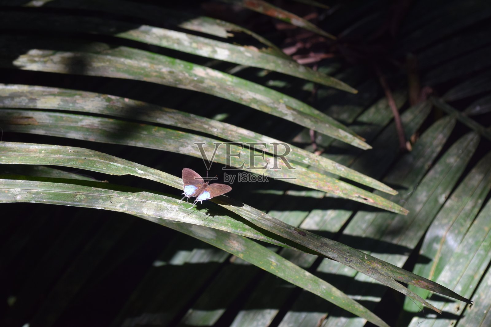 马来西亚丛林蝴蝶,绿叶上有明亮的蓝色和黑色照片摄影图片