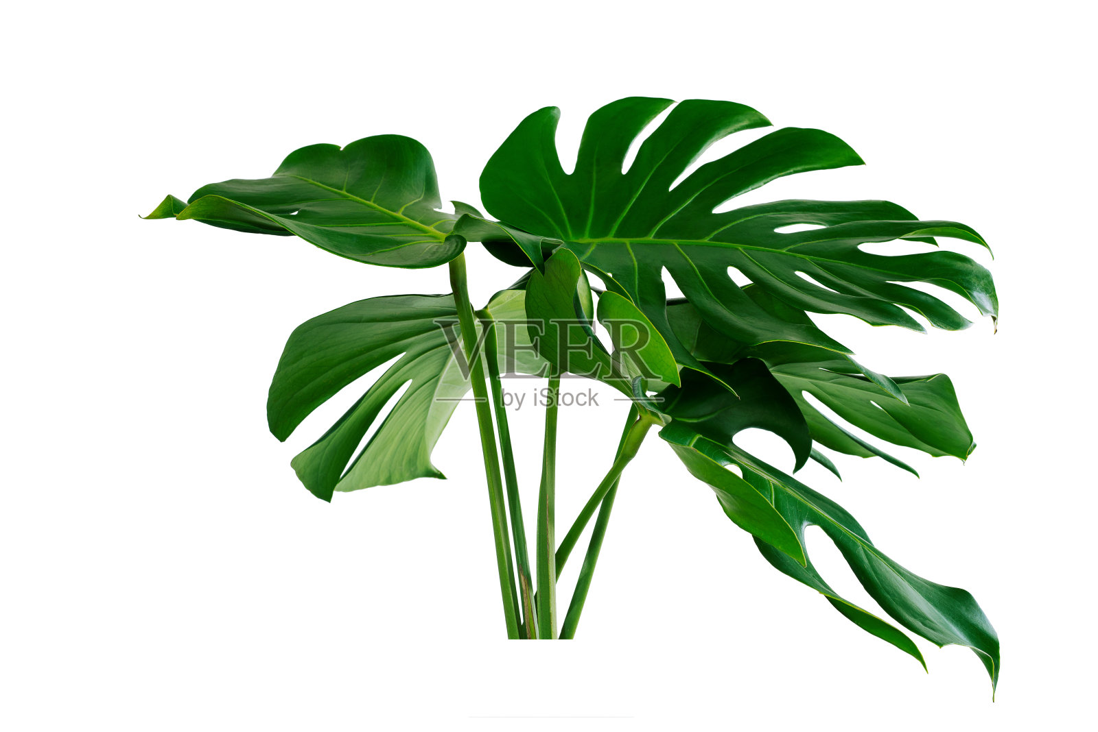 热带叶,深绿色叶在丛林中,自然背景照片摄影图片