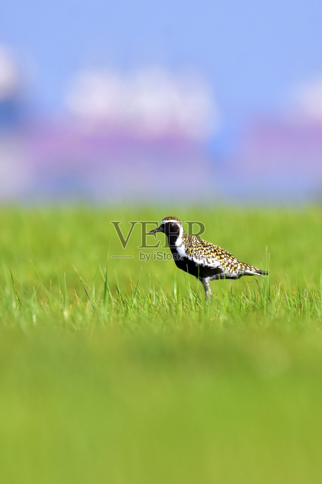 自然的金色千鸟。照片摄影图片