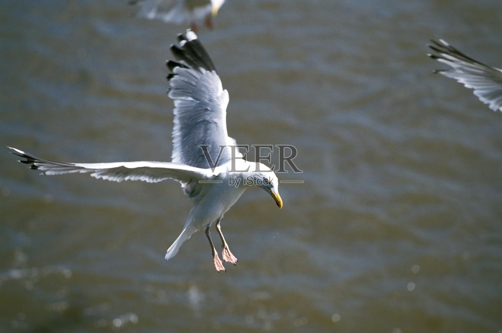 银鸥,阿根廷巨鸥,成年飞行,法国布列塔尼照片摄影图片