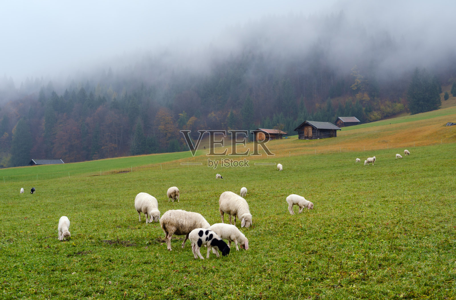 羊群在高山牧场上放牧照片摄影图片