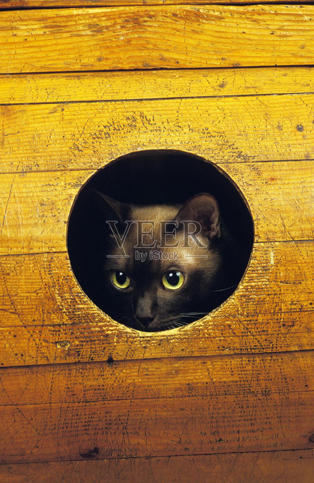 巧克力缅甸家猫,成年藏在篮子里照片摄影图片