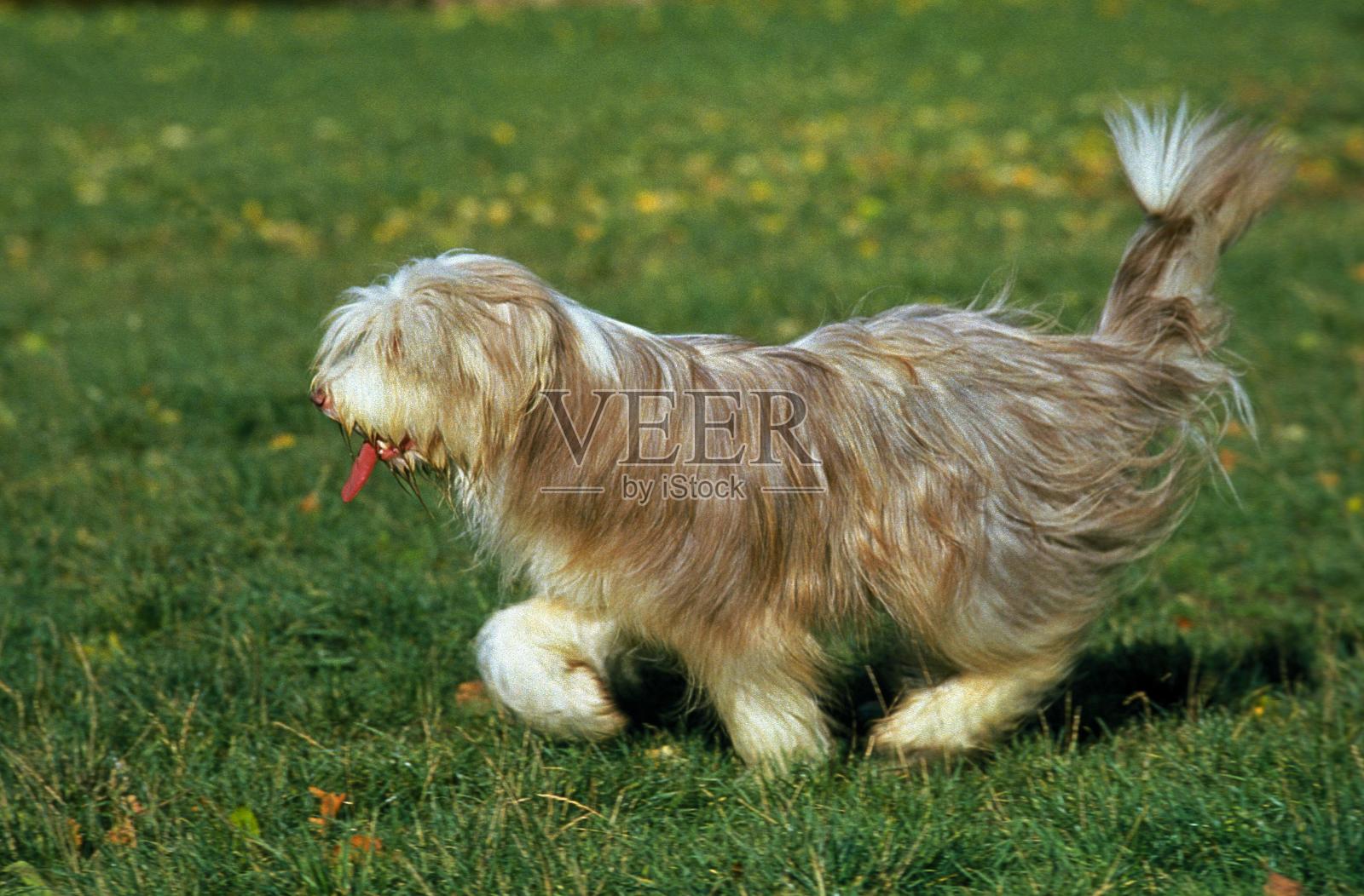 长胡子的牧羊犬,成年在草地上奔跑照片摄影图片