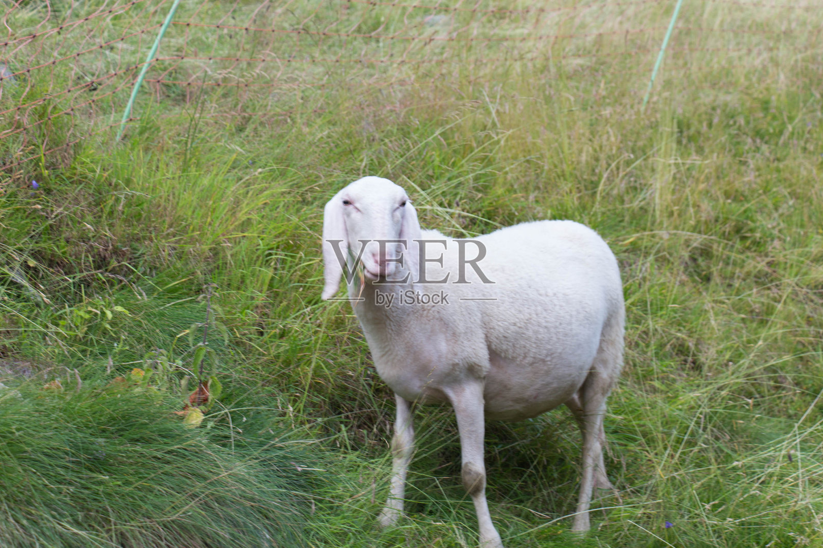 意大利,一只羊在绿色的草地上吃草。照片摄影图片