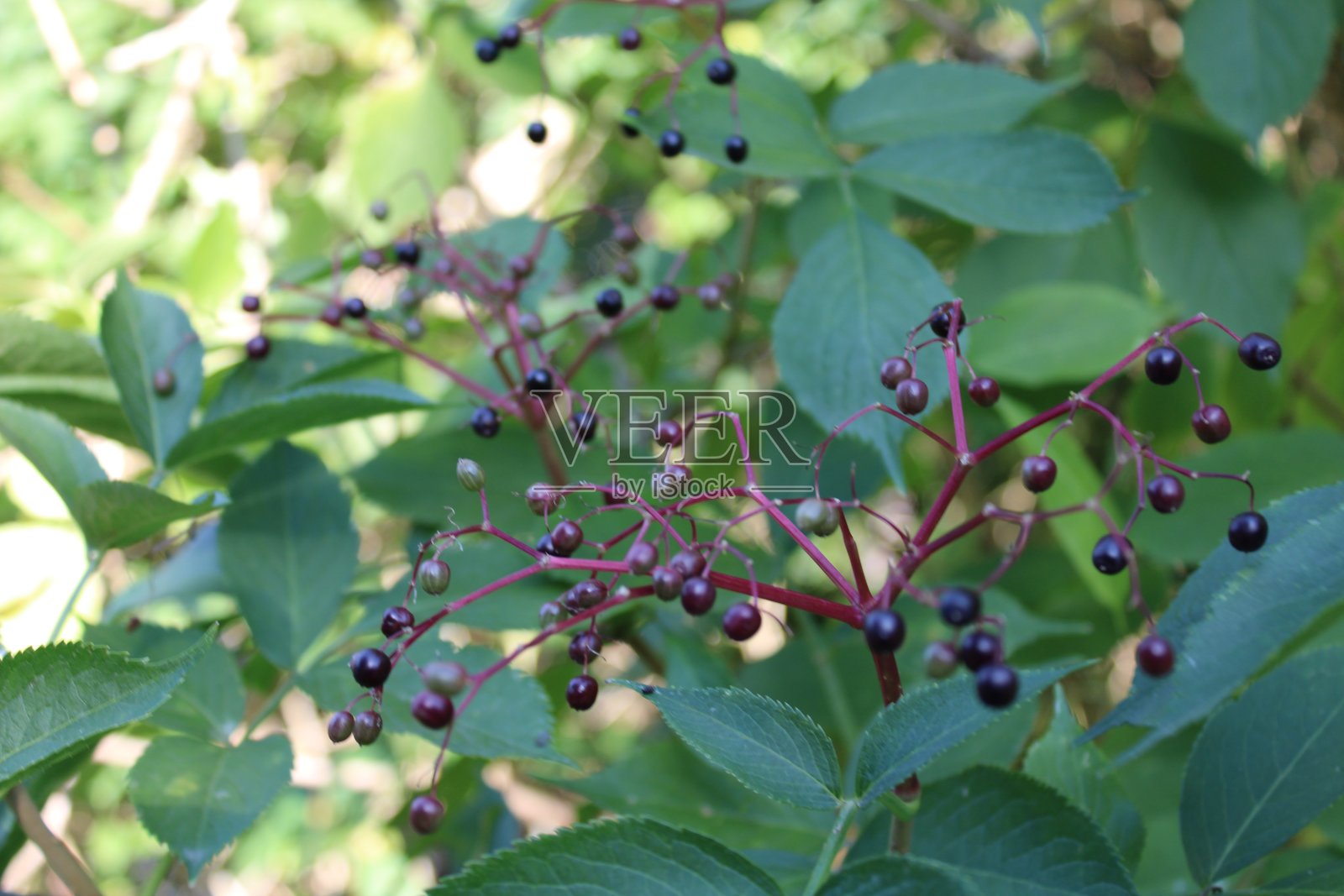 常见的名称包括接骨木,接骨木,黑接骨木,欧洲接骨木,欧洲接骨木和欧洲黑接骨木。照片摄影图片