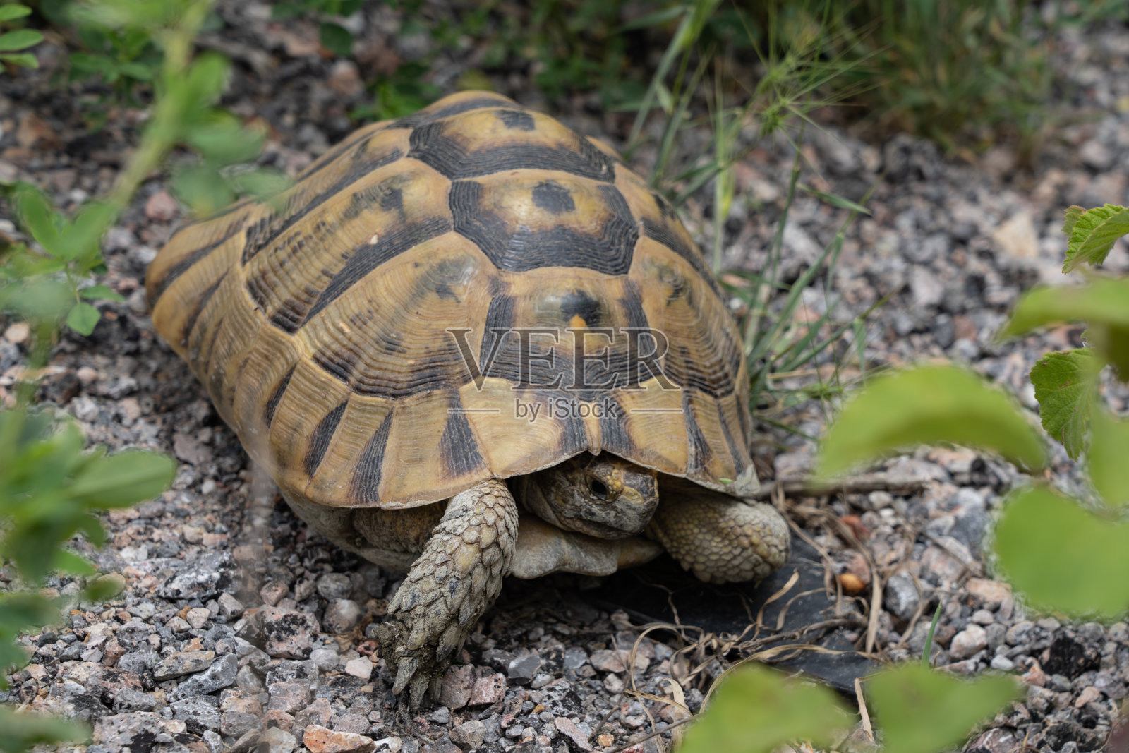 龟类动物在丛林中自然生活照片摄影图片