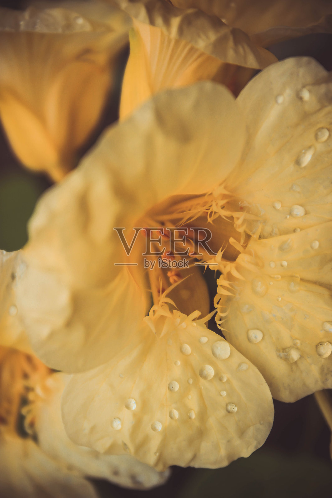 黄色旱金莲花与水滴在一个黑暗的背景。关闭了。有选择性的重点照片摄影图片