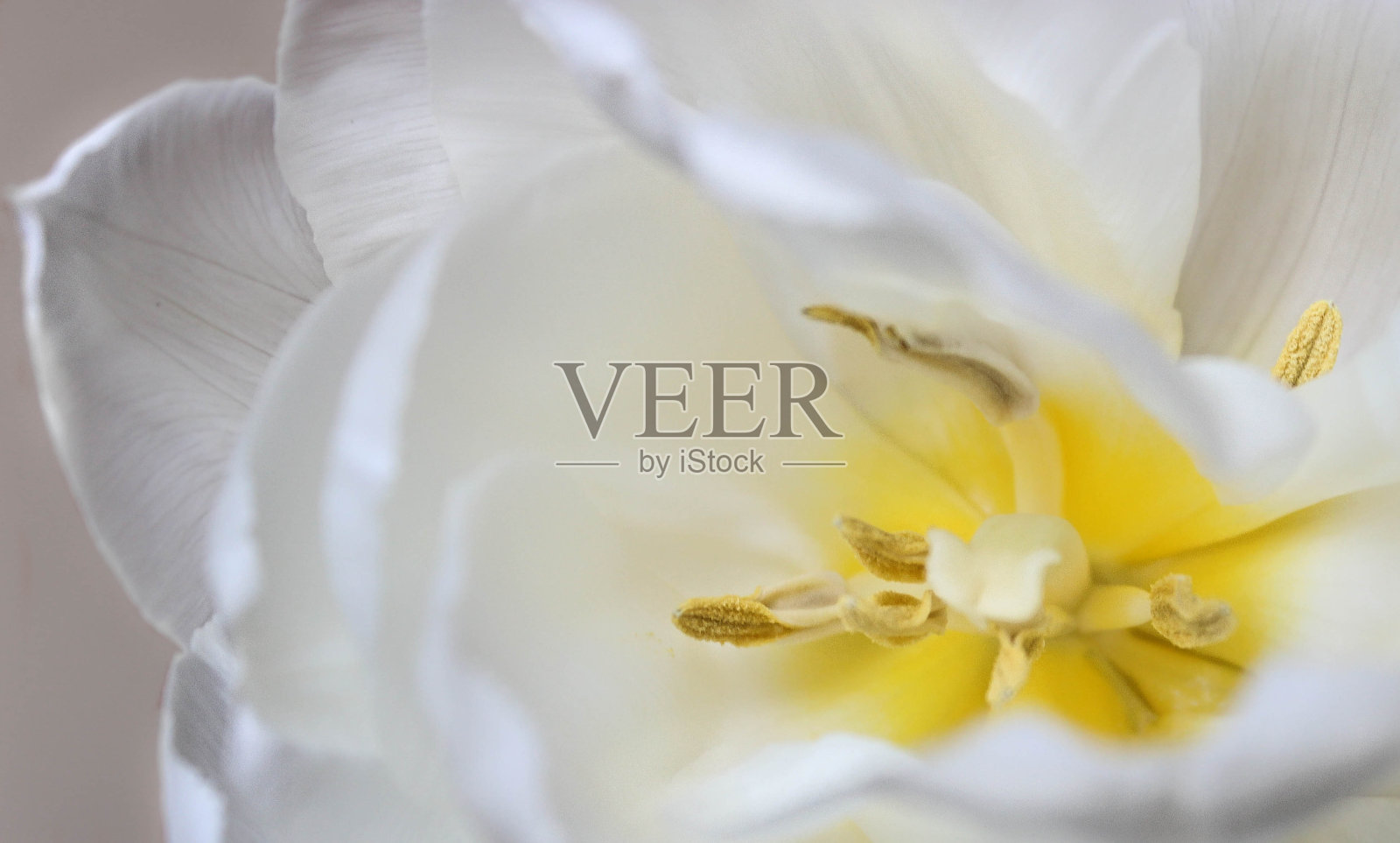 白色模糊牡丹花与黄色核心特写背景纹理。有选择性的重点。软焦点照片摄影图片