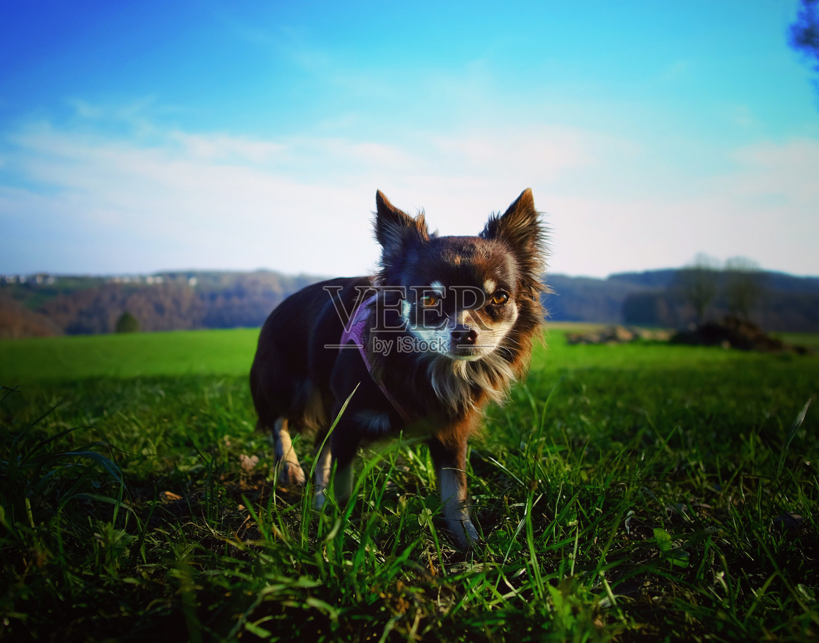 狗照片摄影图片