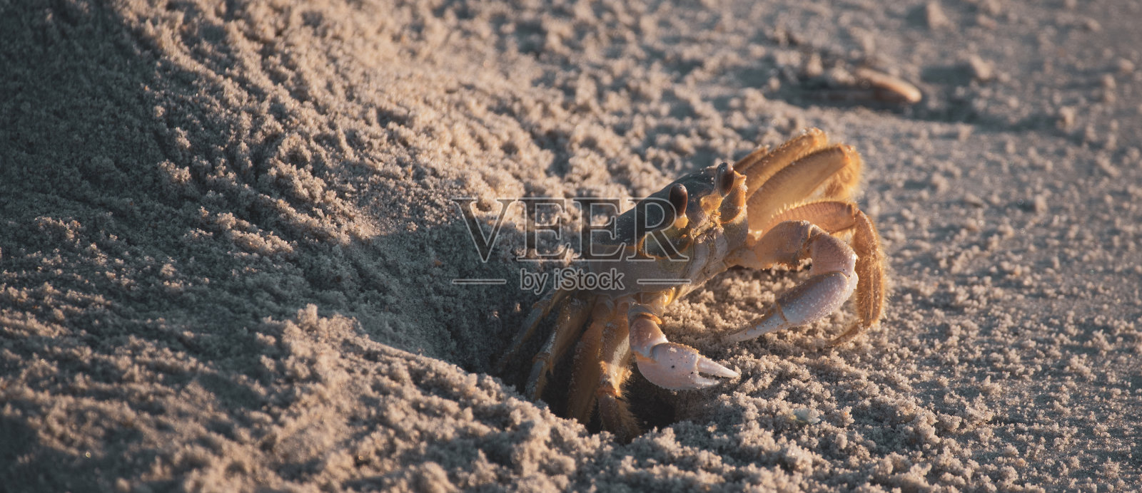 沙中的螃蟹照片摄影图片