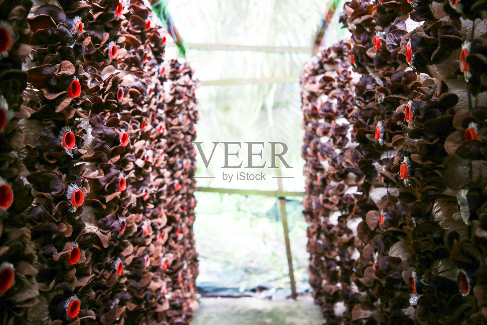 蘑菇农场-从零到英雄照片摄影图片