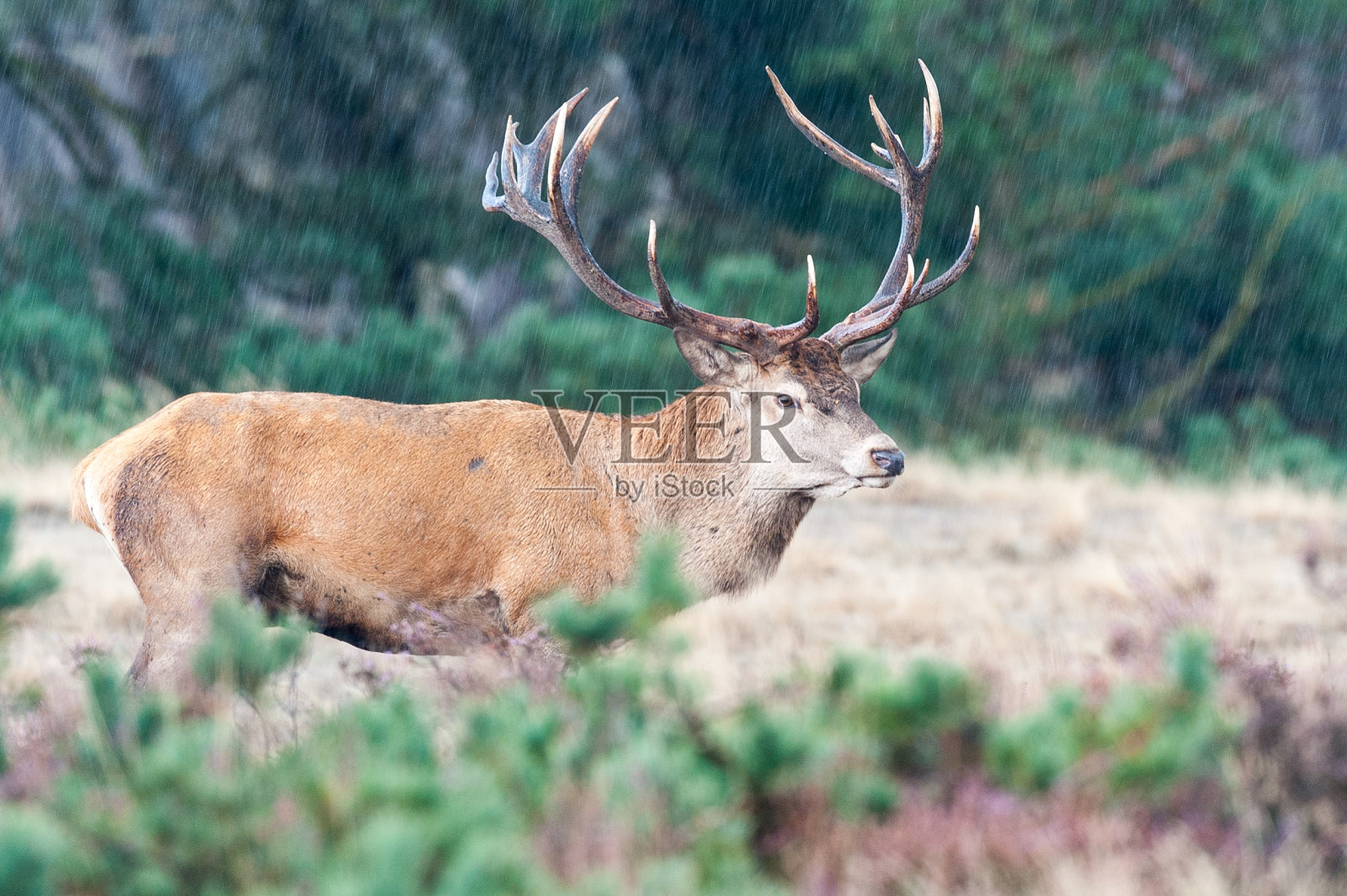 雄马鹿站在雨中照片摄影图片