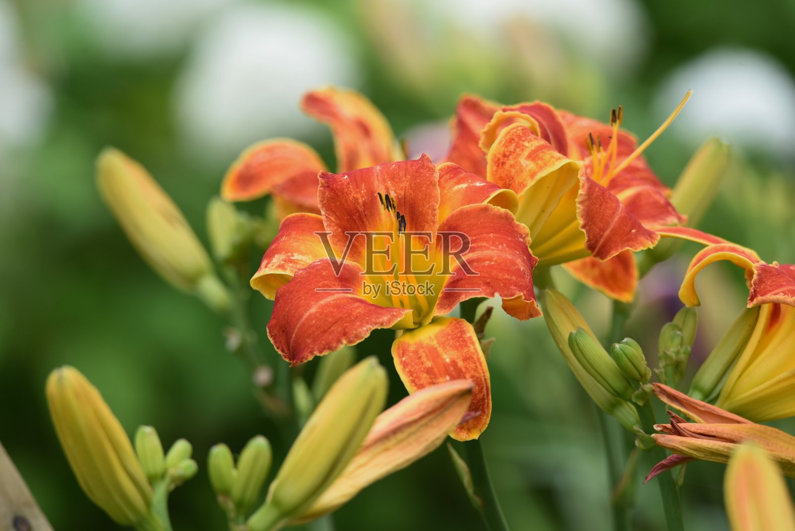 萱草属植物的花照片摄影图片