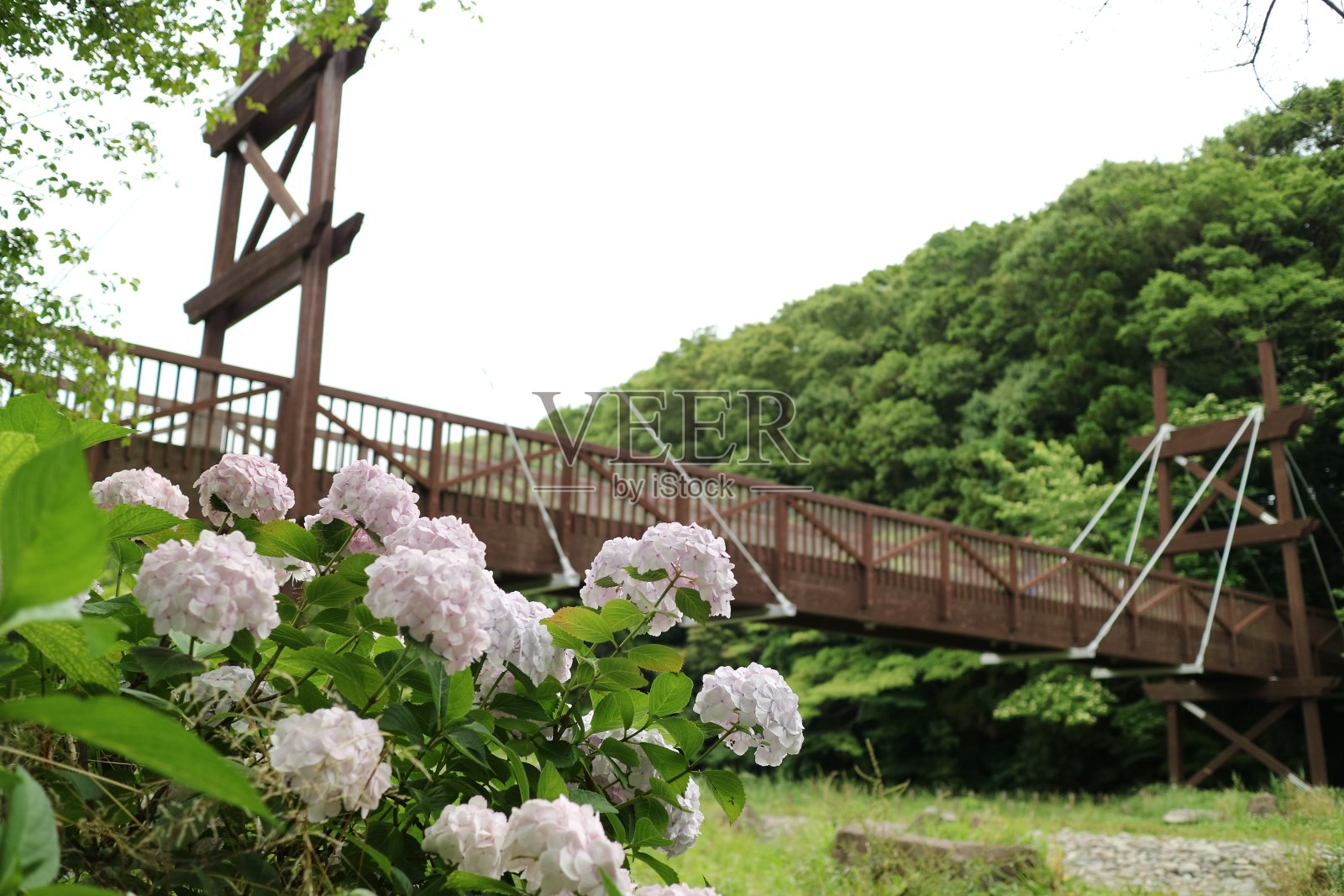 绣球花和桥梁照片摄影图片