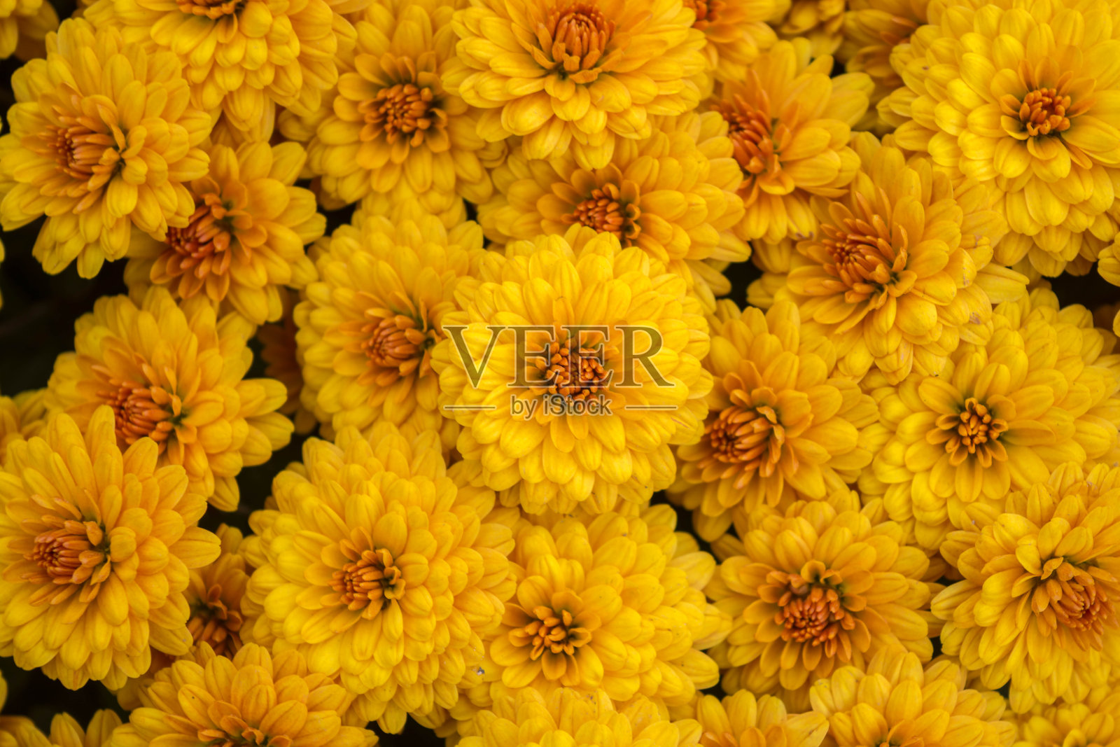 菊花照片摄影图片