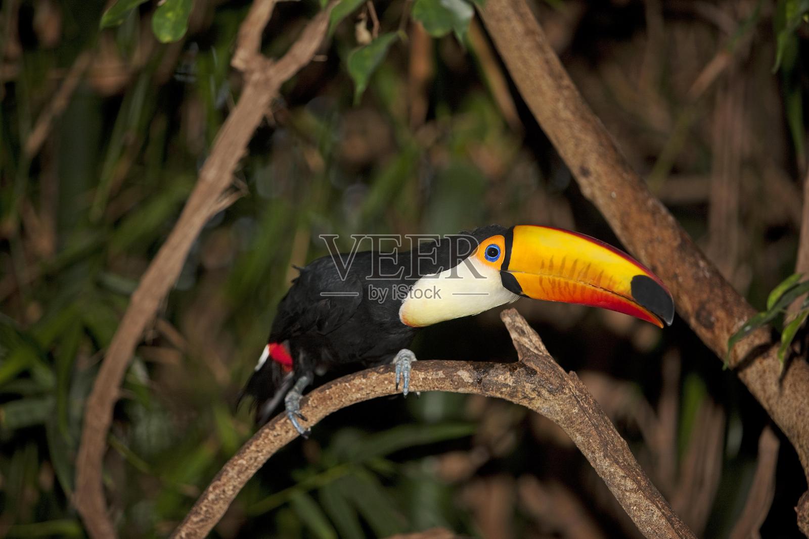 巨嘴鸟,巨嘴鸟,成年站在树枝上照片摄影图片