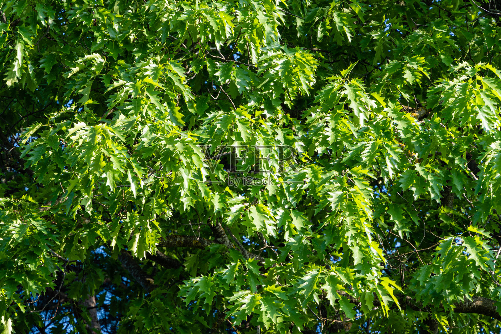 巨大的红栎栎。在绿色的背景下,鲜亮的绿色雕刻叶子在红橡树的树枝上。有选择性的重点。特写镜头。春天的花园景观。设计的自然概念。照片摄影图片