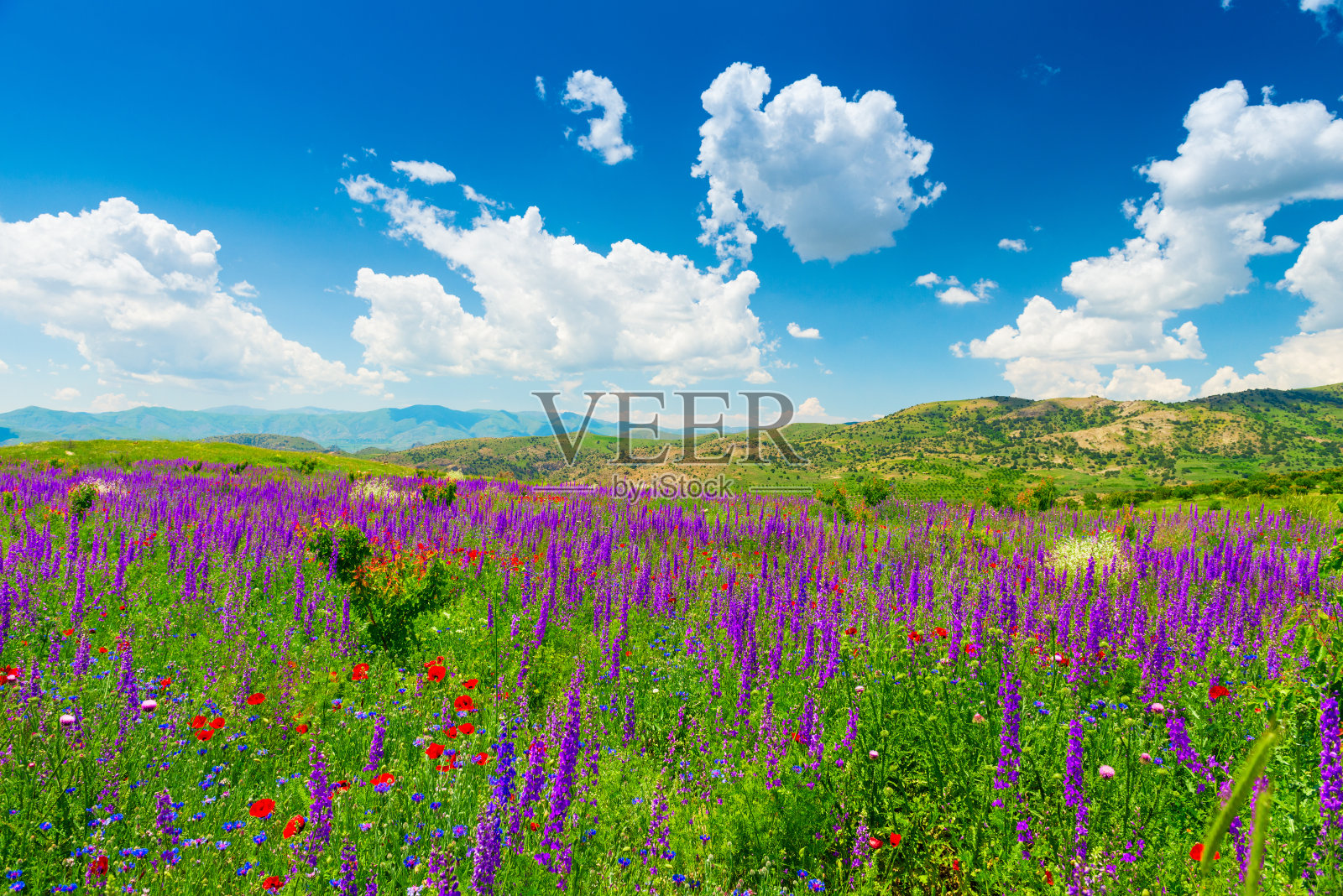 夏日风光明媚,亚美尼亚山上长满了美丽的野花照片摄影图片