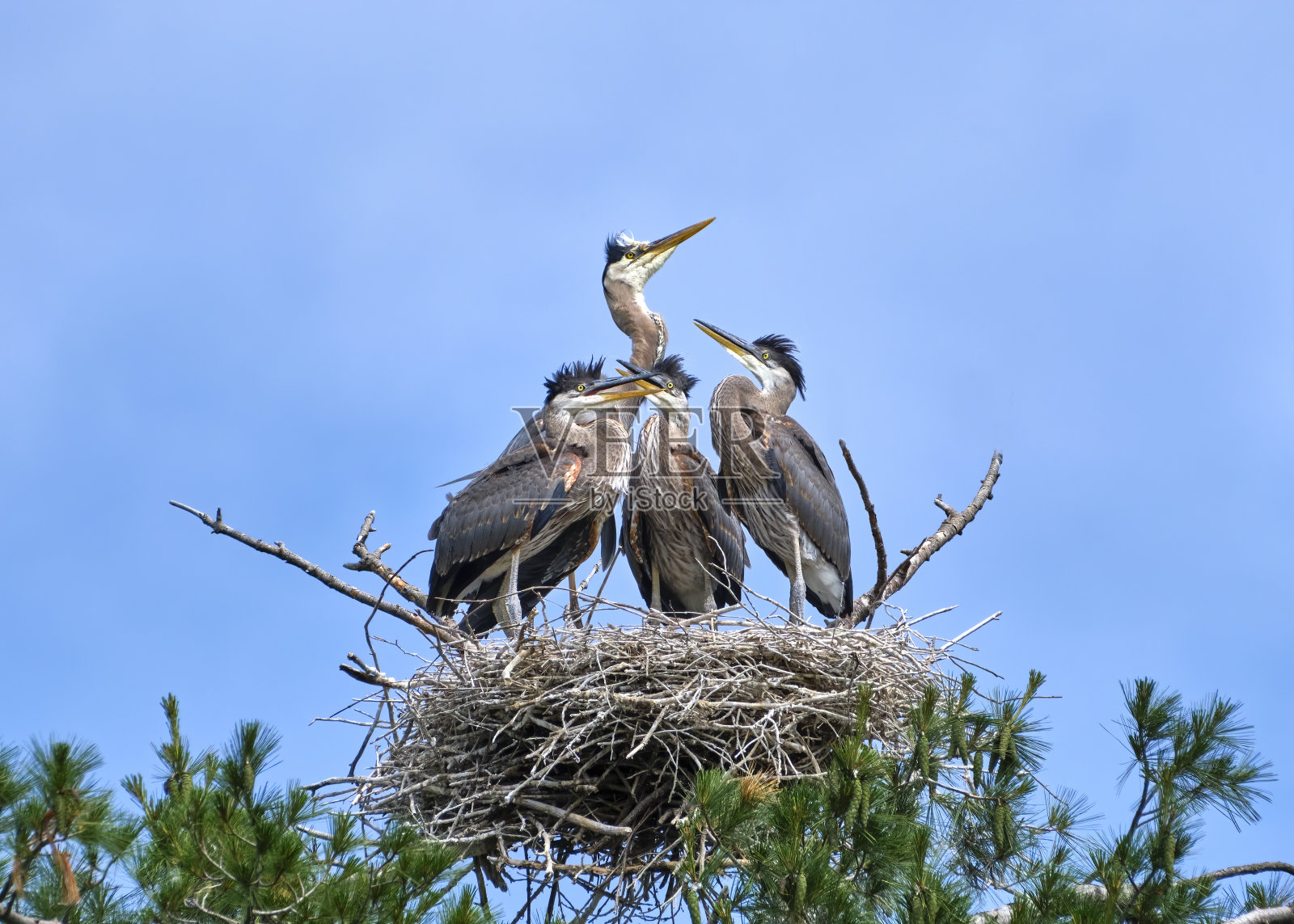 成年大蓝鹭,巢中有三只雏鸟照片摄影图片