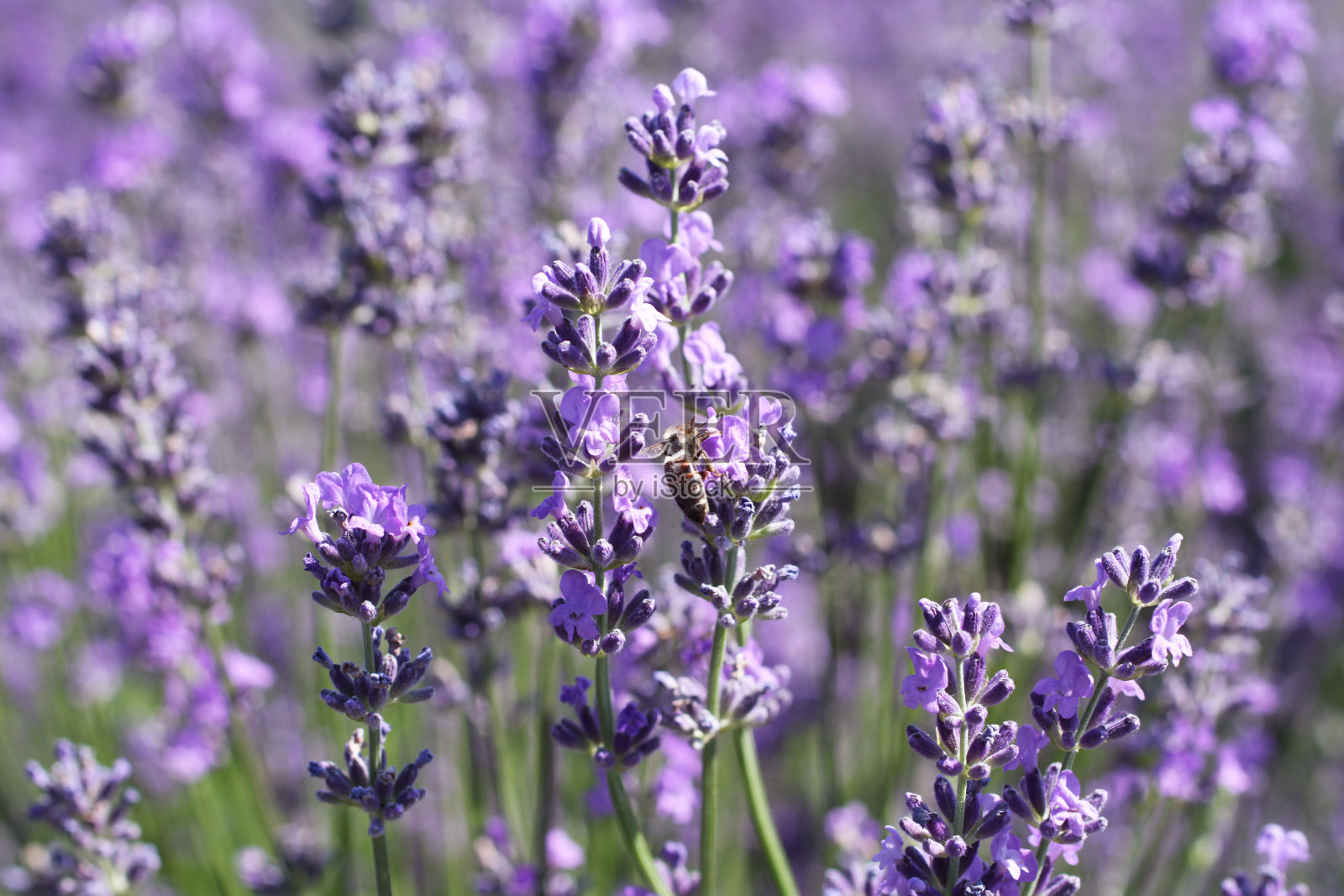 在一个阳光明媚的夏日,一只蜜蜂在薰衣草花上采集花蜜。特写镜头照片摄影图片