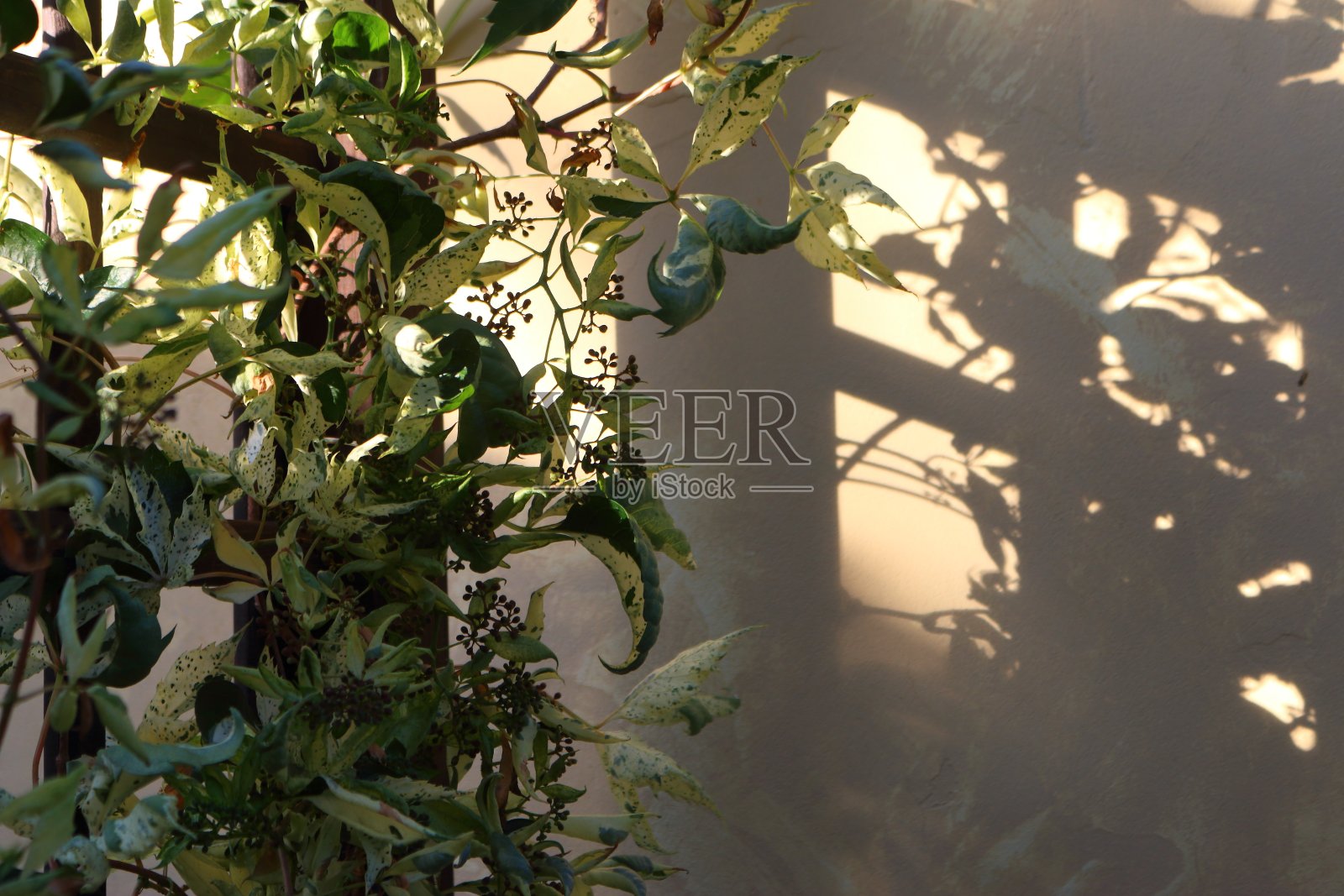 乡村景观照片摄影图片