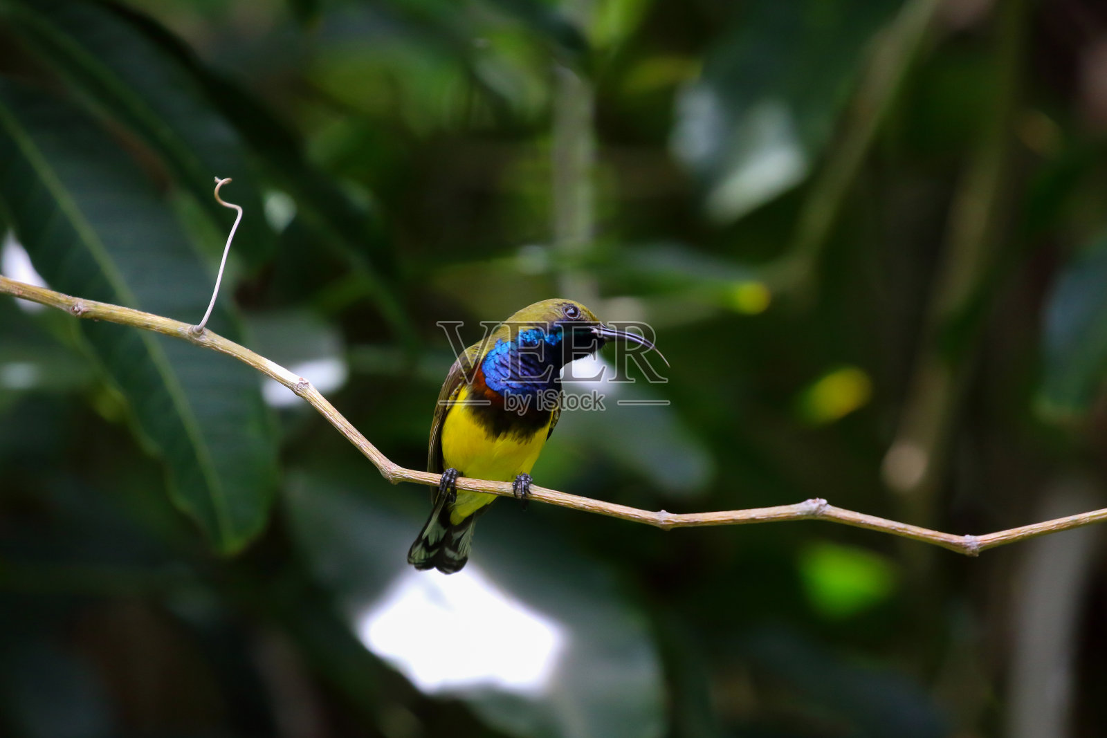 黄色几内亚鸟照片摄影图片