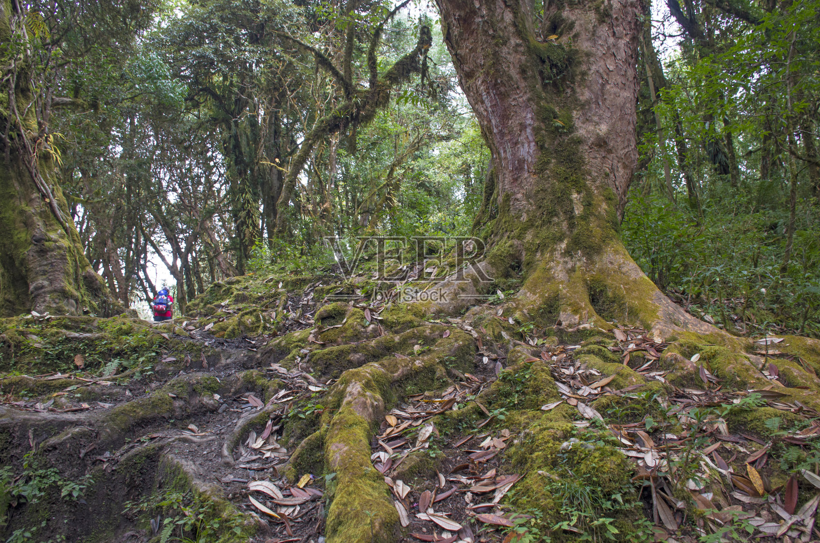 位于亚洲尼泊尔山区的热带森林照片摄影图片