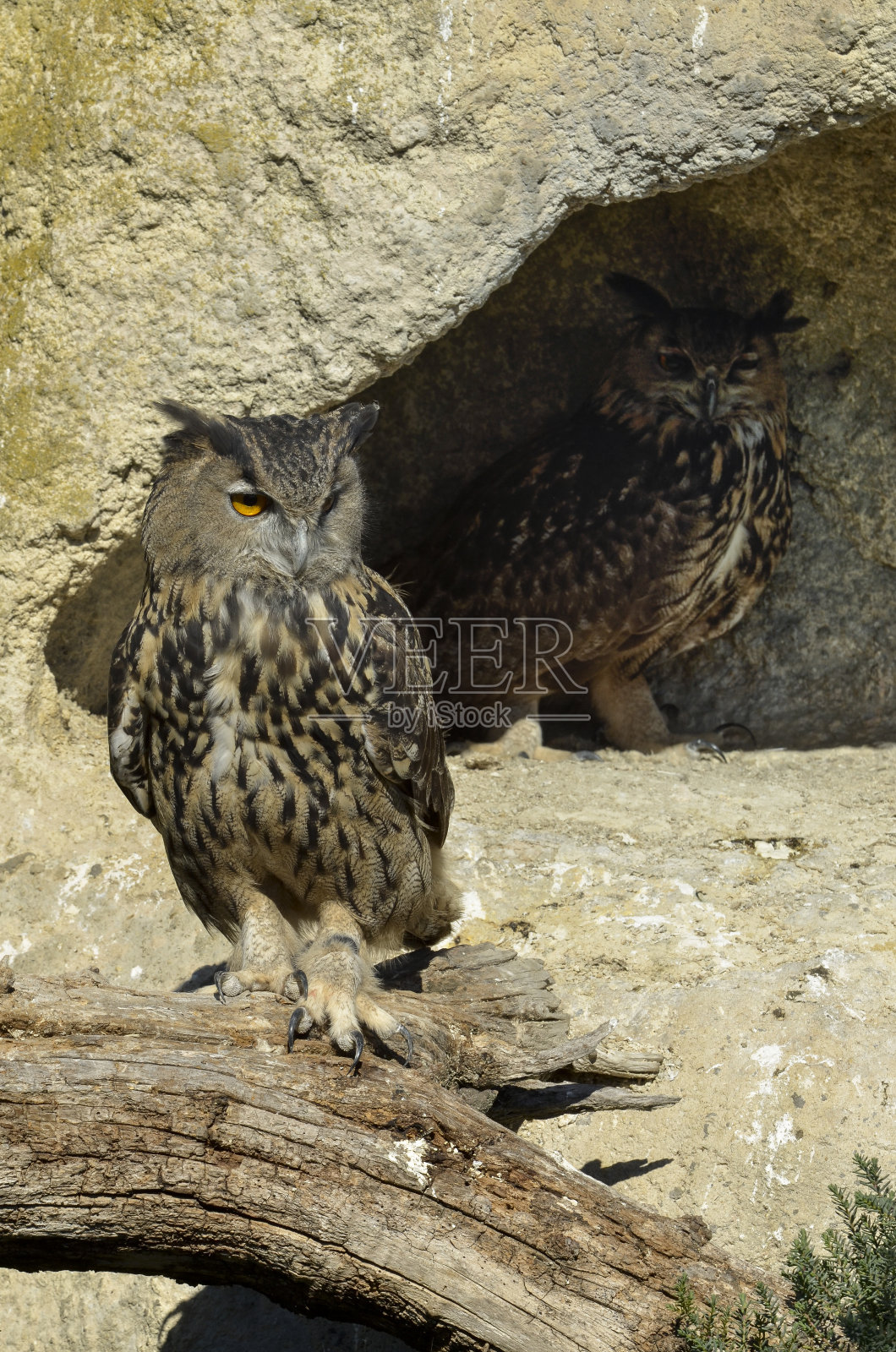 欧亚鹰枭照片摄影图片